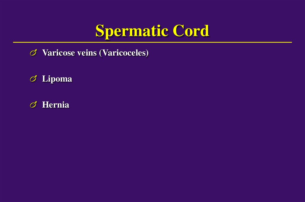 Spermatic Cord