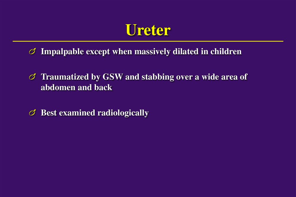Ureter