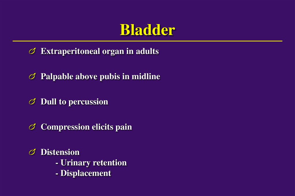 Bladder