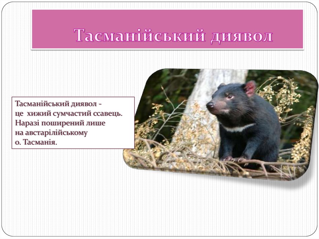 Тасманійський диявол