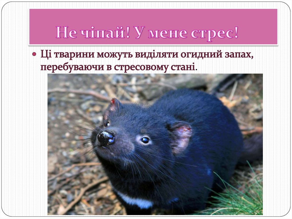 Не чіпай! У мене стрес!