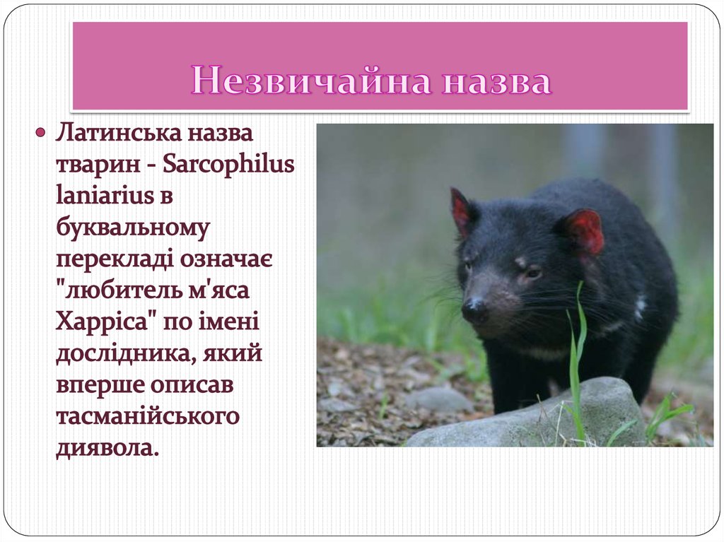 Незвичайна назва