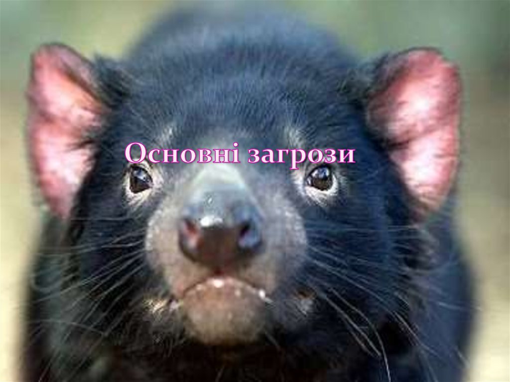 Основні загрози