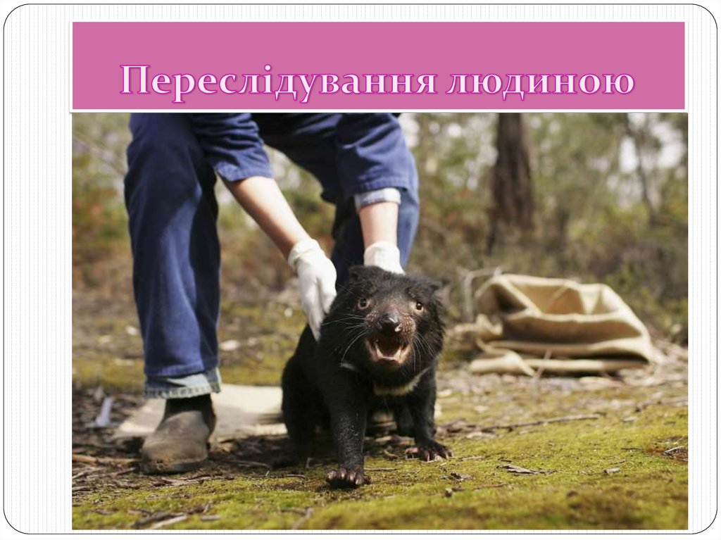 Переслідування людиною