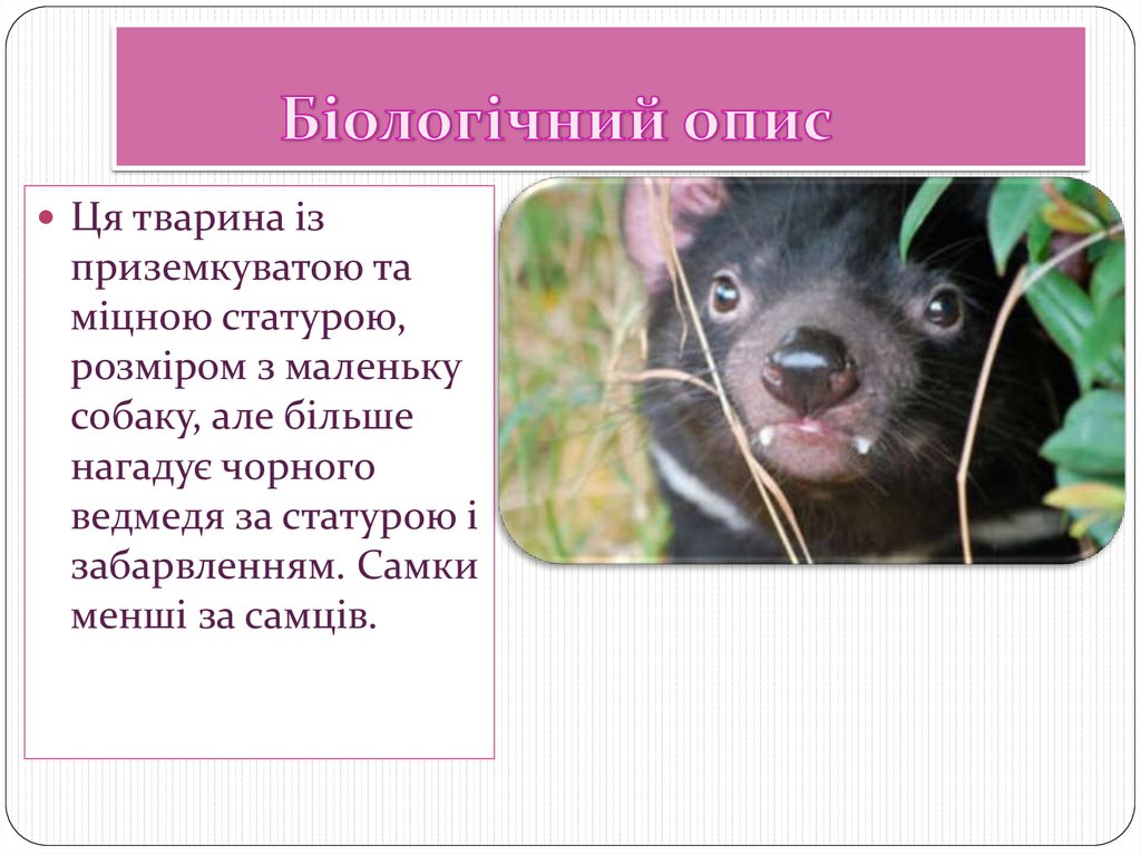 Біологічний опис