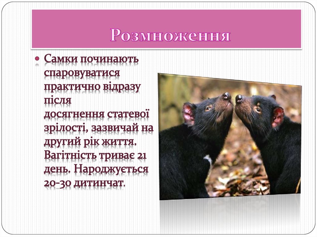 Розмноження