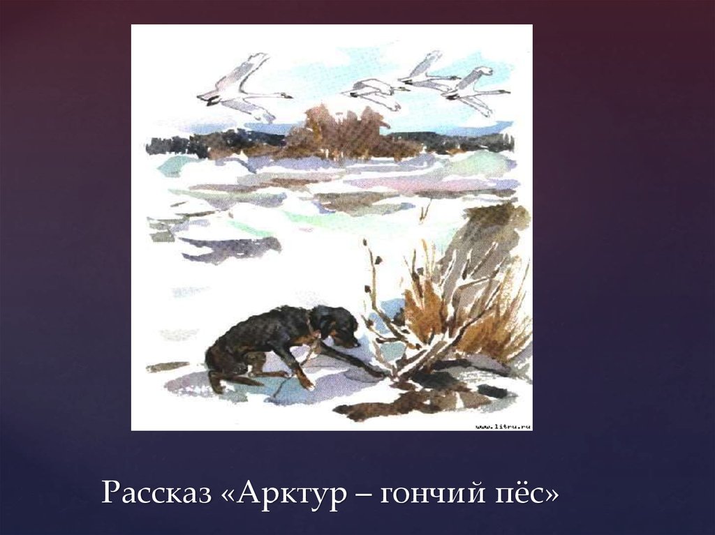 Рисунок к рассказу арктур гончий пес