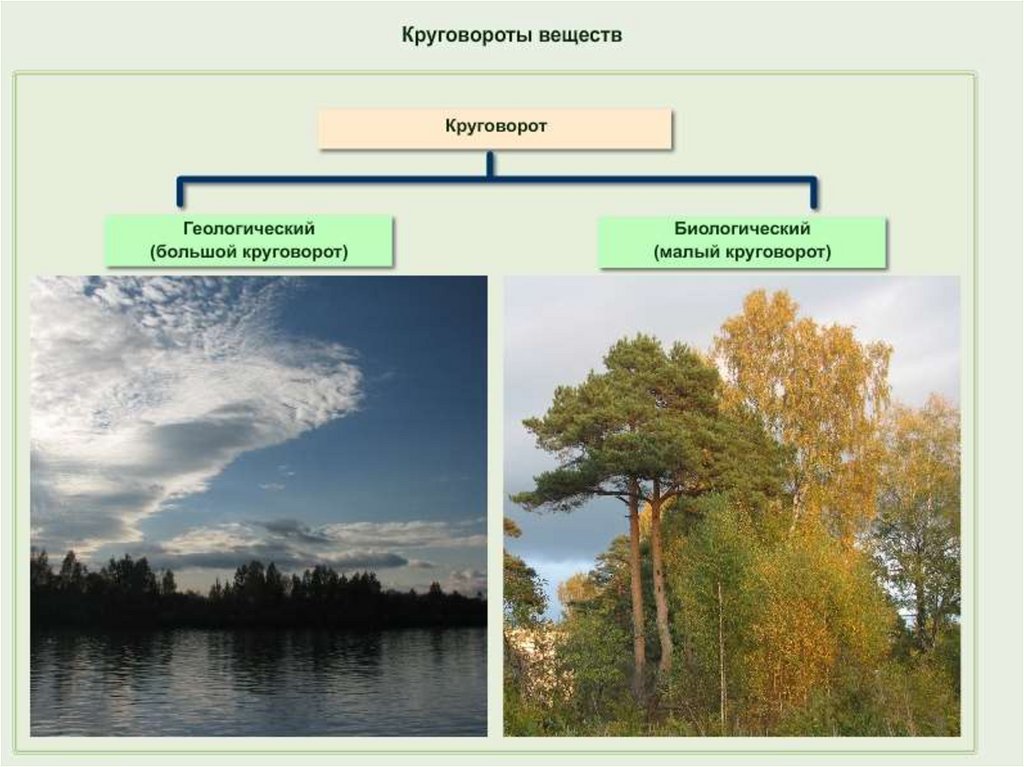 Презентация на тему круговорот веществ в природе 9 класс