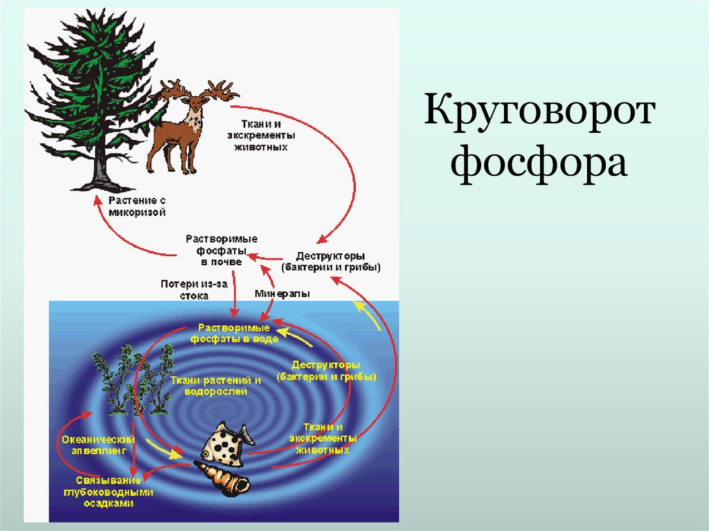 Живые организмы осуществляют круговорот. Опишите круговорот фосфора кратко. Биогеохимический круговорот фосфора. Круговорот фосфора схема биология. Цикл веществ круговорот фосфора.