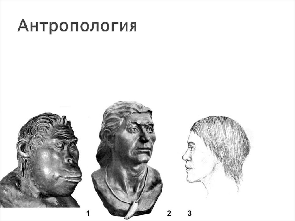 Антропология этнографии. Австралопитек реконструкция Герасимова. Реконструкция австралопитека Герасимов. Антропология. Антропологическая модель.