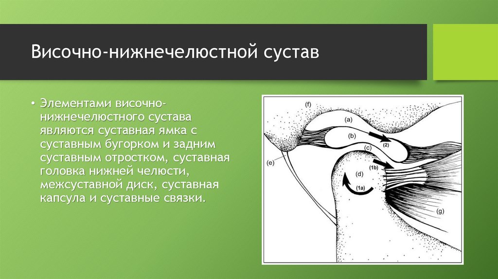 Височно нижнечелюстной сустав какой. ВНЧС схема. Схема височно-нижнечелюстного сустава. Височно-нижнечелюстной сустав рисунок. Височно-нижнечелюстной сустав иннервируется.