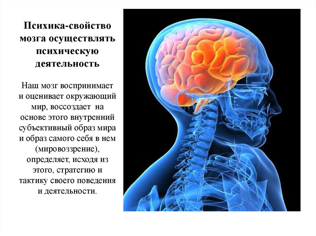 Продукт деятельности мозга. Мозг и психика. Психика это свойство мозга. Физиологические основы психики. Головной мозг и психика.