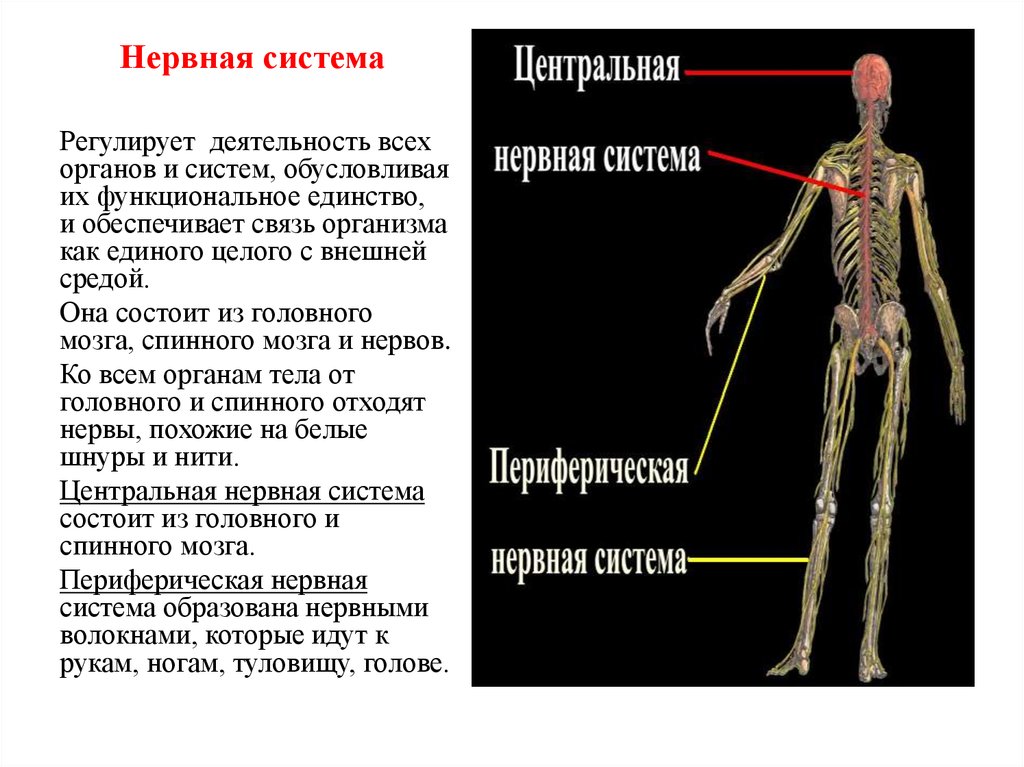Как нервная система регулирует органы. Нервная система организма.