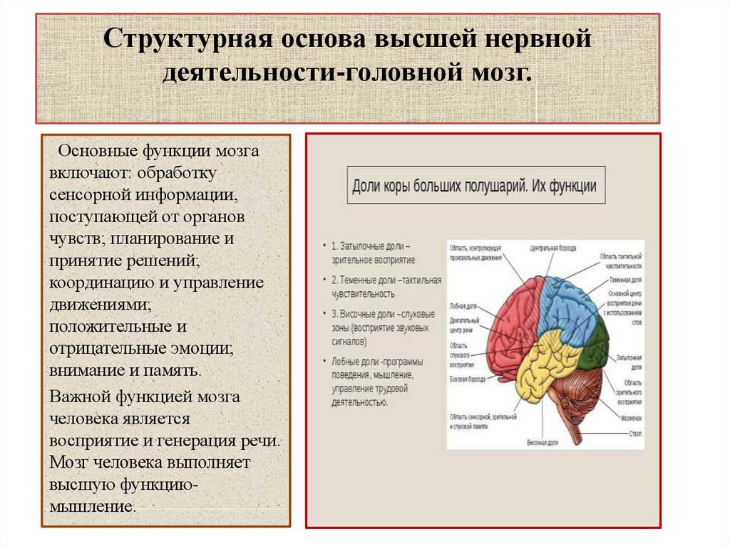 Нервные центры больших полушарий головного мозга