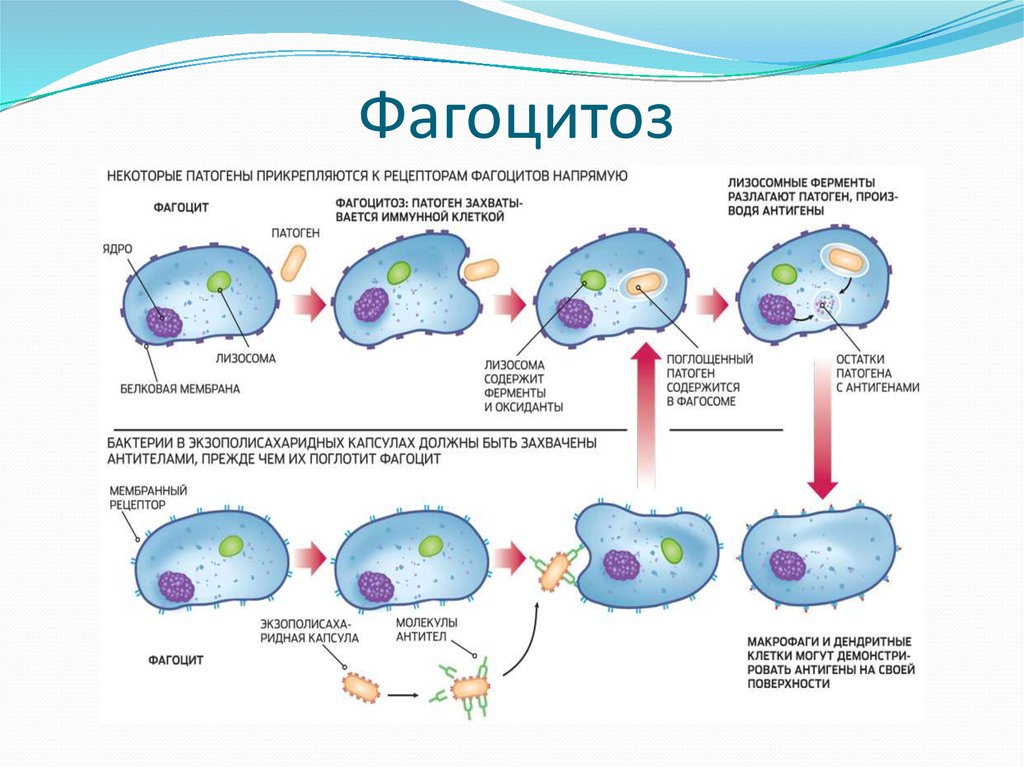 Клетка способная захватывать. Этапы фагоцитоза схема. Процесс фагоцитоза схема. Схема фагоцитоза в иммунологии. Нейтрофилы фаза фагоцитоза.