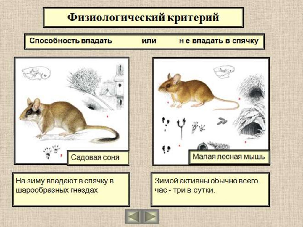 Какой критерий вида свидетельствует о принадлежности изображенных на рисунке