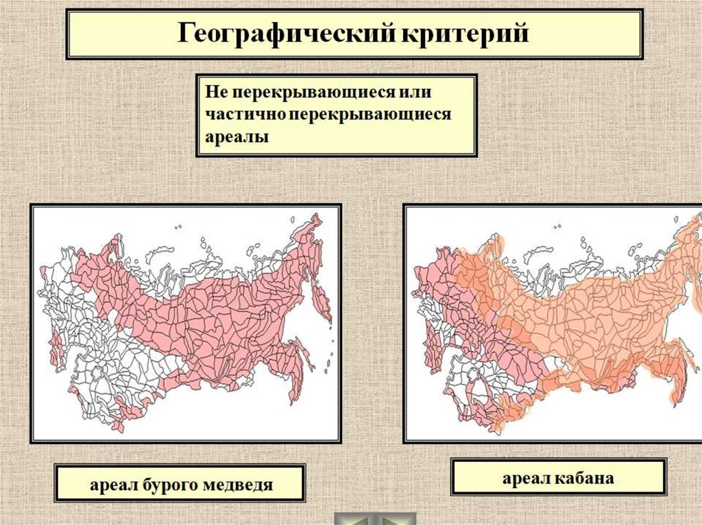 Географический критерий. Эколого-географический критерий. Географический критерий вида примеры. Эколого-географический критерий вида. Географический критерий критерий вида.