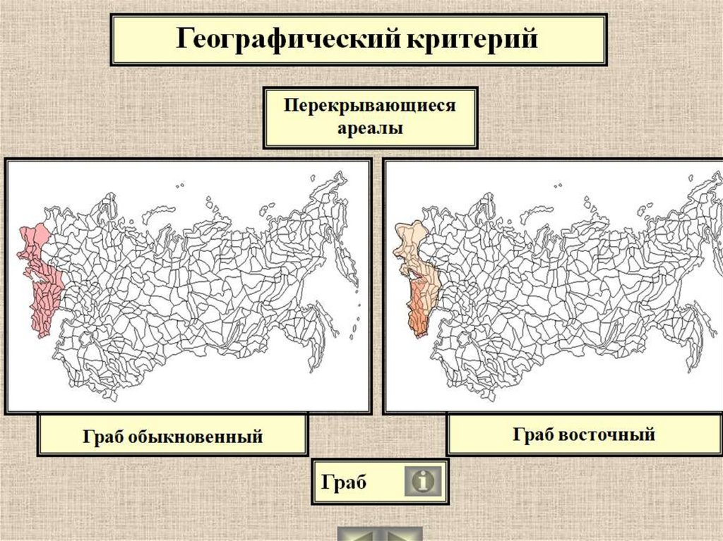 Формы ареалов