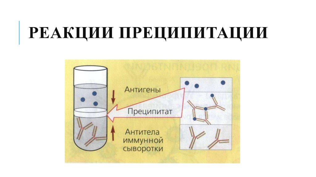 Реакция преципитации презентация