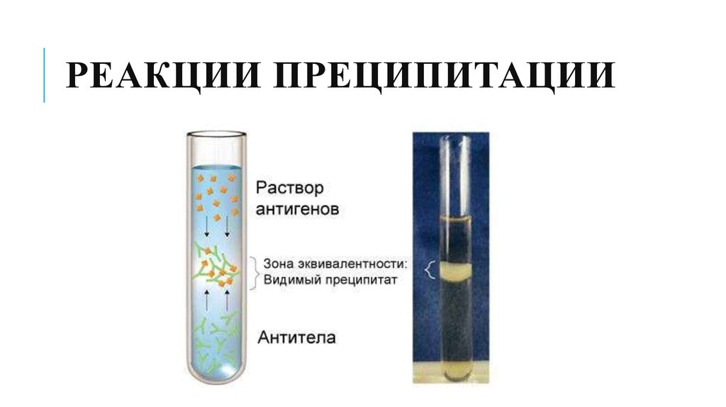 Реакция дика. Реакция преципитации микробиология. Компоненты реакции преципитации микробиология. Постановка реакции преципитации микробиология. Реакция преципитации компоненты.