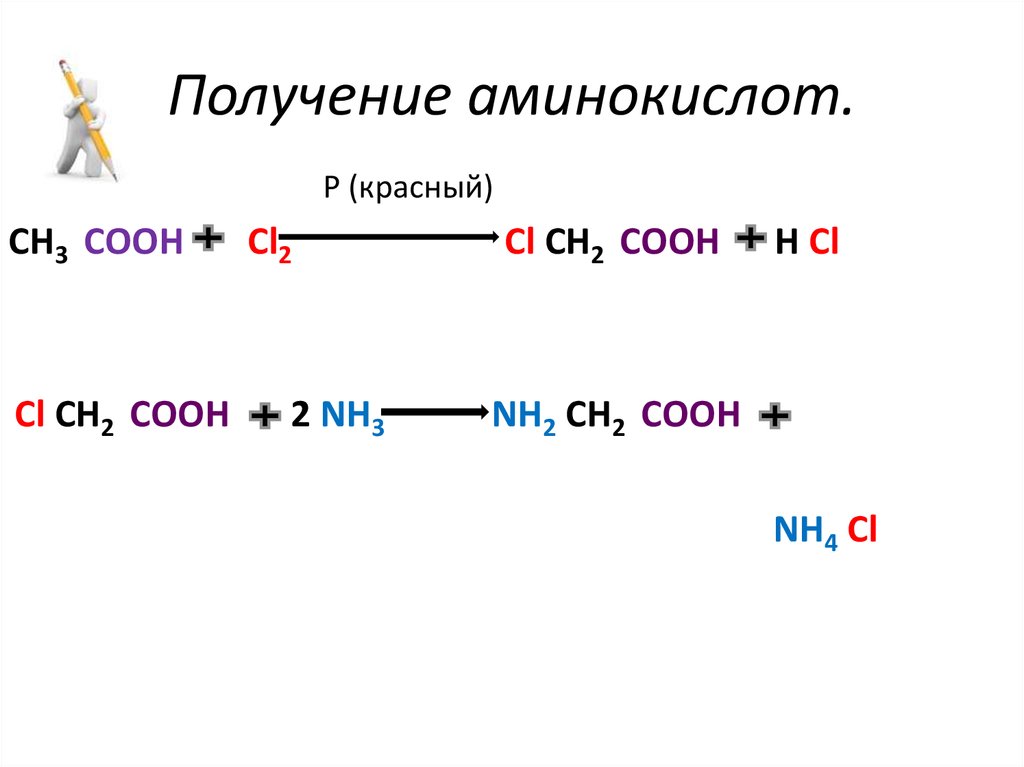 Место синтеза аминокислот