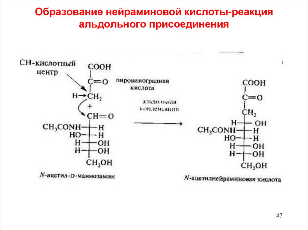 Образование нейраминовой кислоты-реакция альдольного присоединения