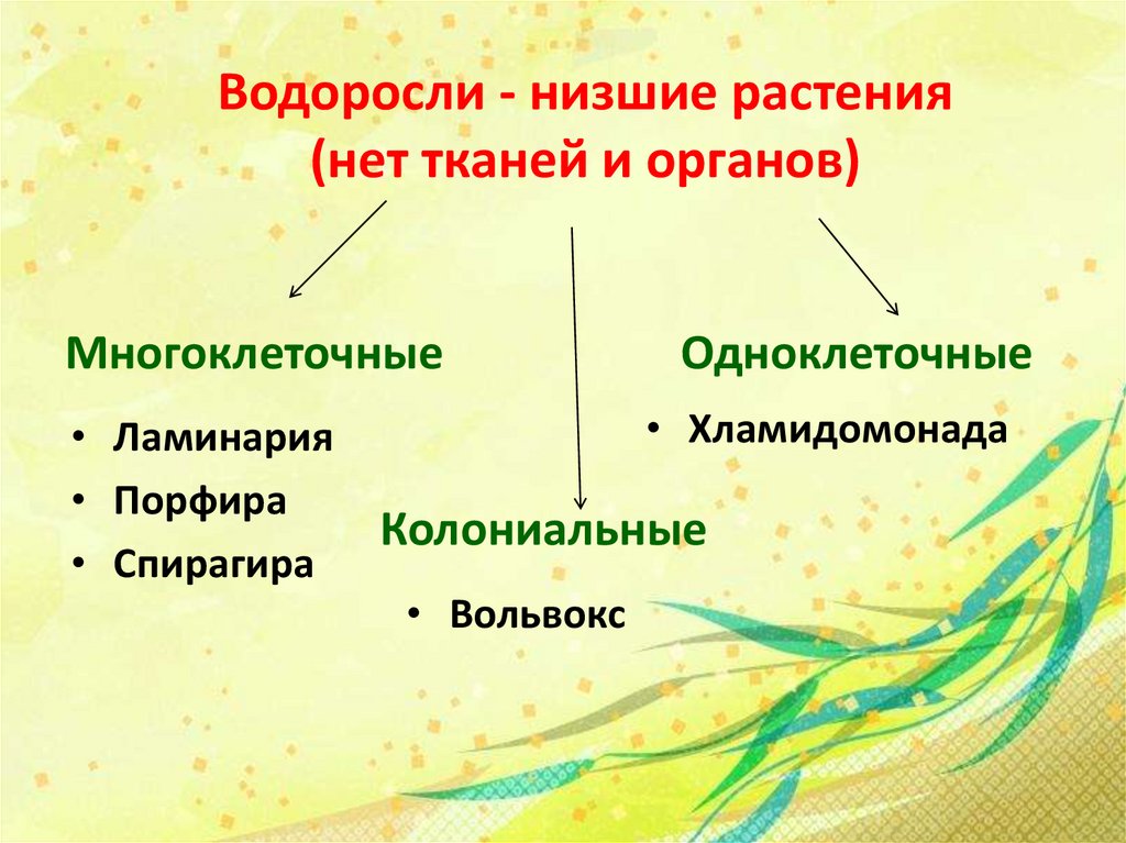 Выразите основную информацию параграфа в виде краткой записи или схемы многообразие водорослей