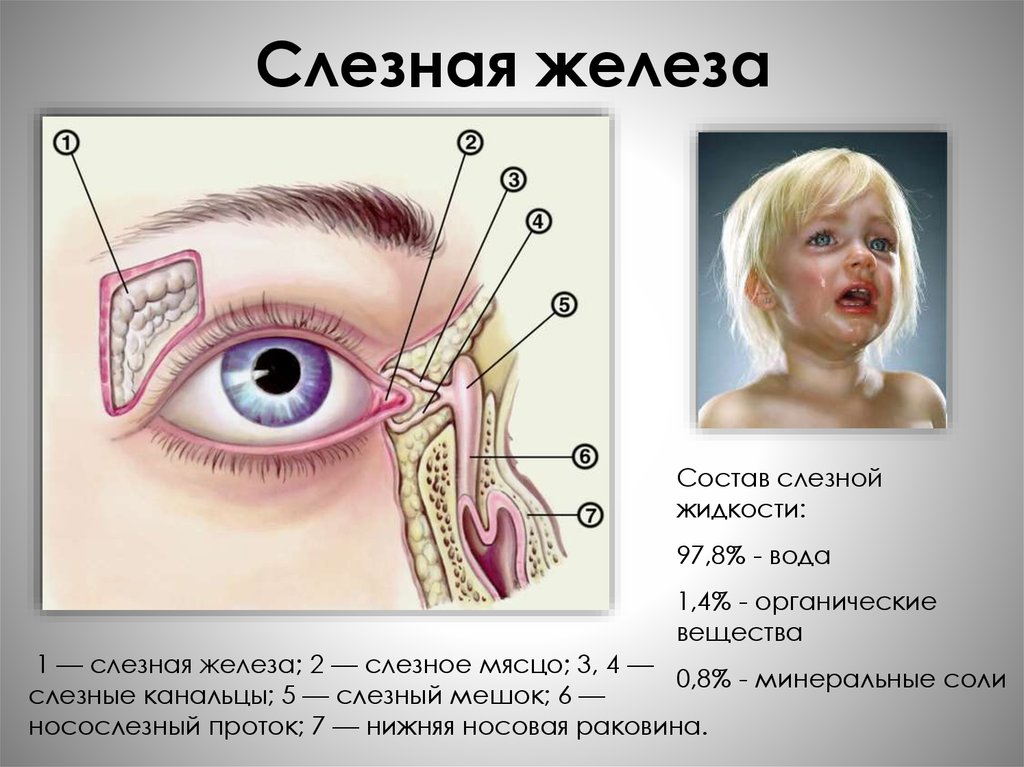 Носослезный канал открывается. Строение слезной железы анатомия. Анатомия глаза слезный мешок. Строение слезовых желез. Слёзная железа анатомия.