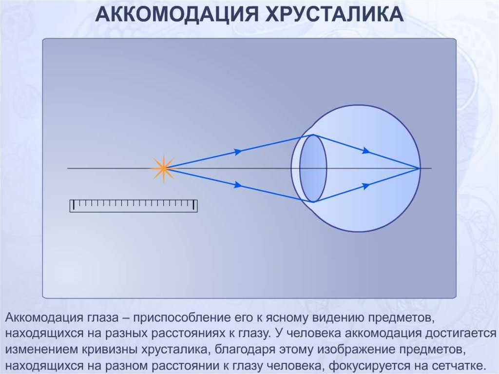Фокусировка глаза человека. Схема аккомодации хрусталика. Аккомодационные структуры глаза. Оптическая система глаза аккомодация. Схема преломления лучей хрусталиком глаза.