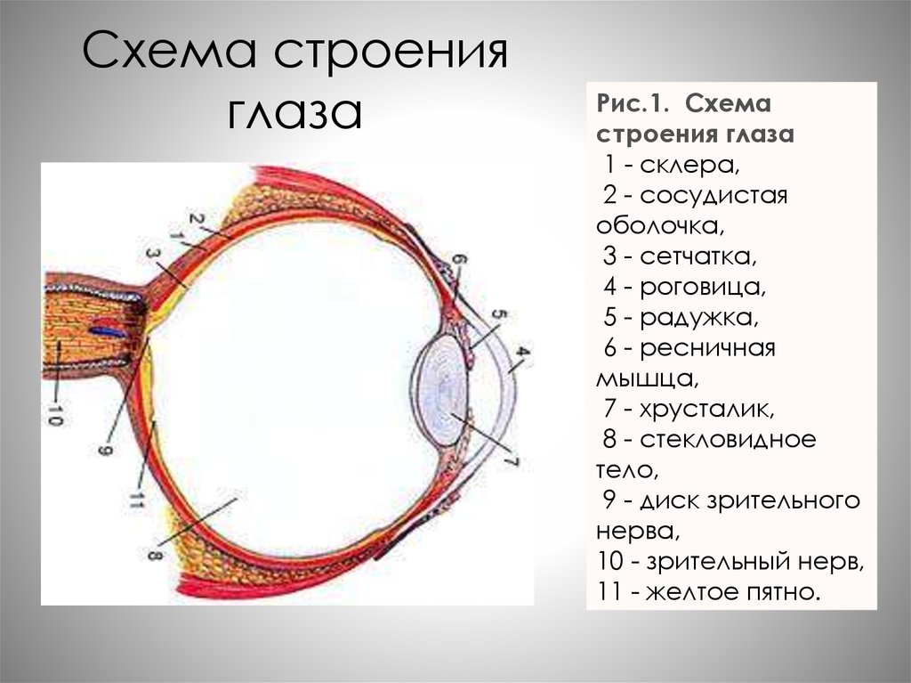 Общая схема глаза