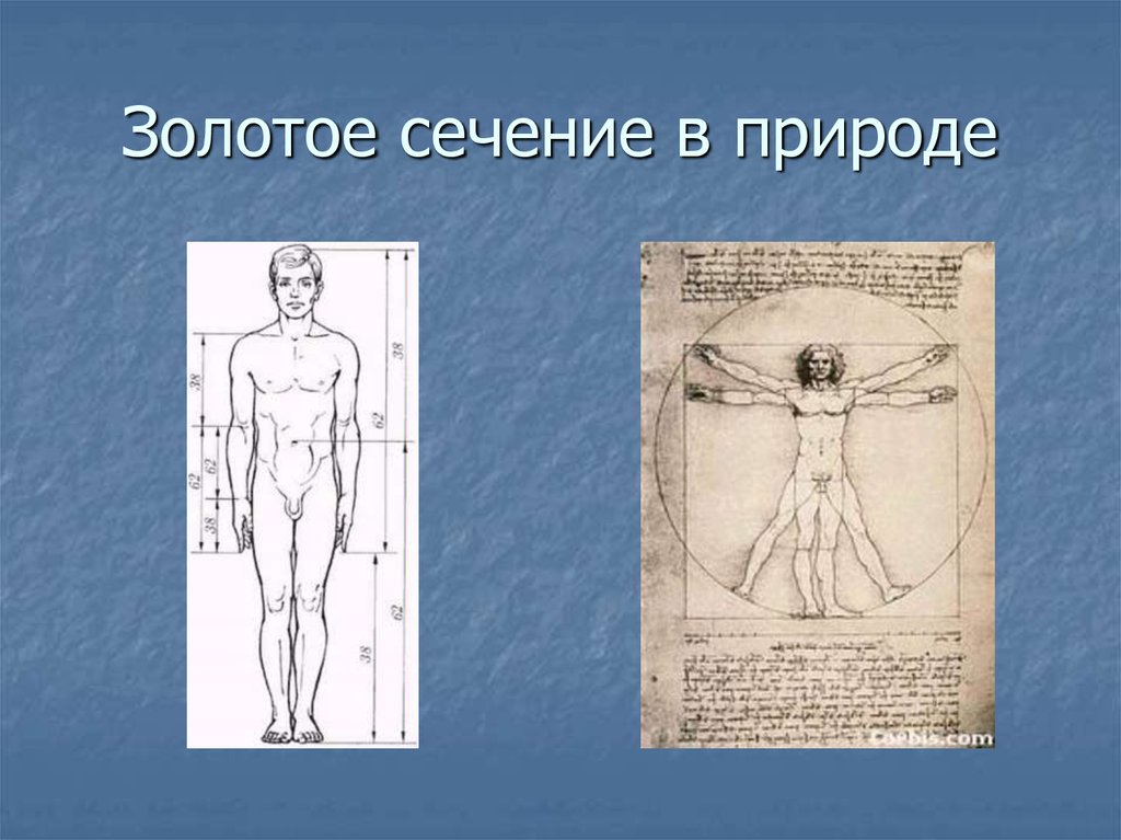 Золотое сечение в природе и искусстве презентация