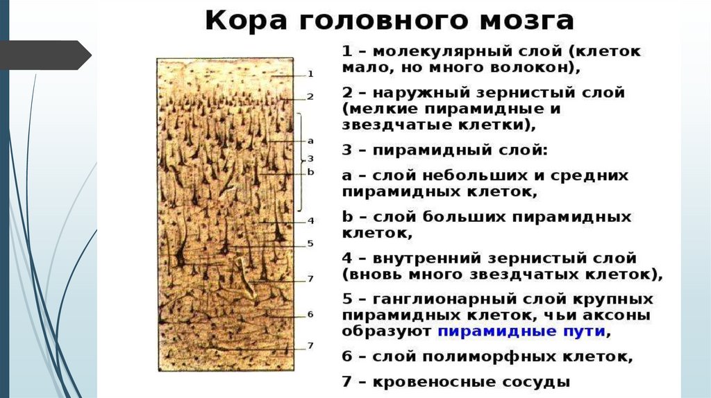 Нервная система гистология презентация