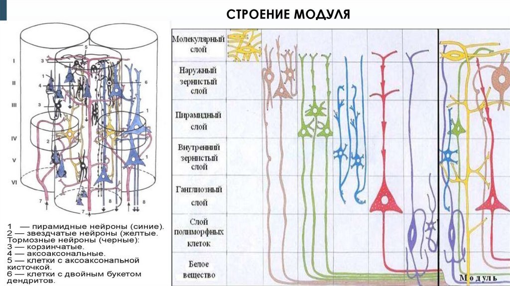 Нервная система гистология презентация