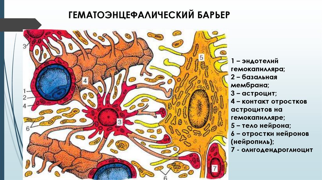 Гематоэнцефалический барьер презентация