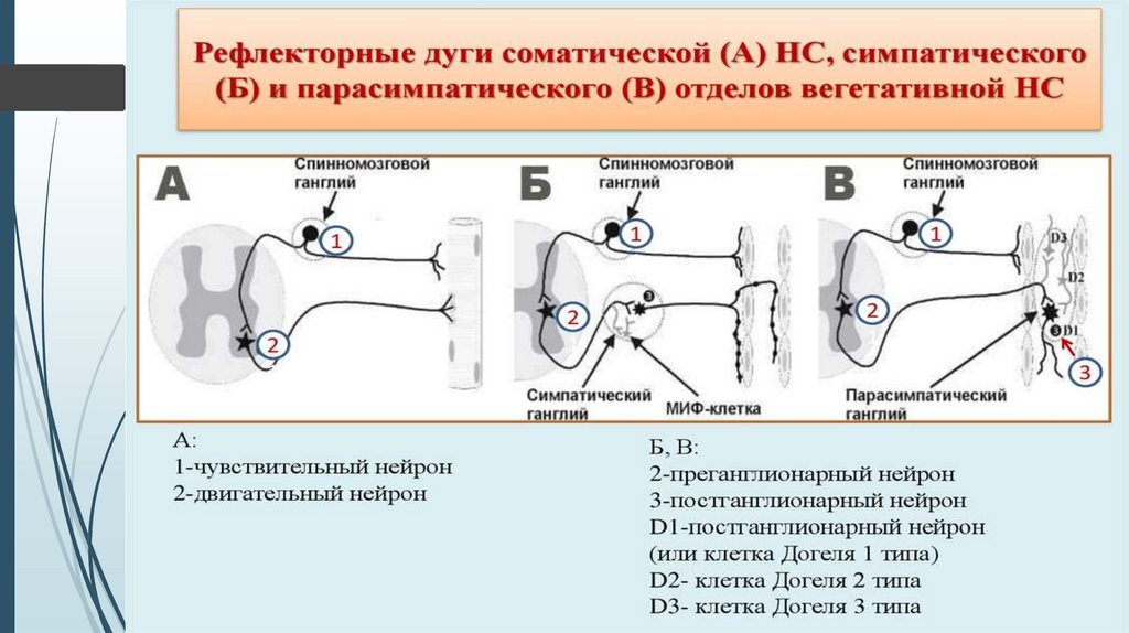 Нервная система гистология презентация