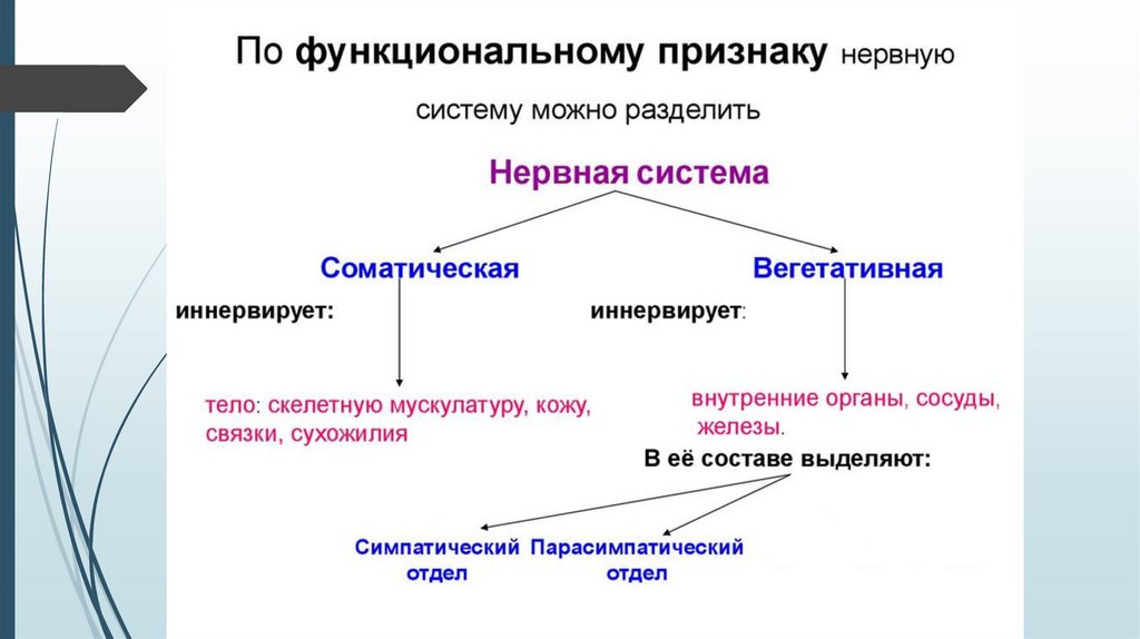 Развитие органов нервной системы презентация