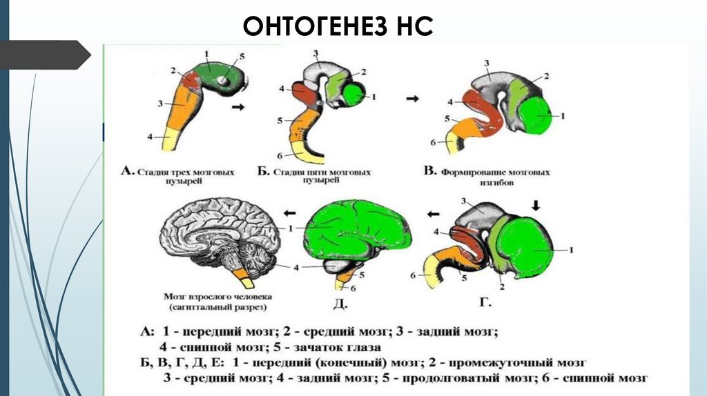 Онтогенез контрольная. Схема развития головного мозга человека фронтальный разрез. Онтогенез нервной системы. Этапы онтогенеза нервной системы человека. Структура онтогенеза.