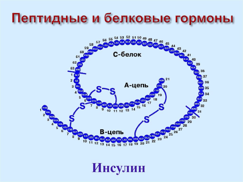 Белковый гормон человека