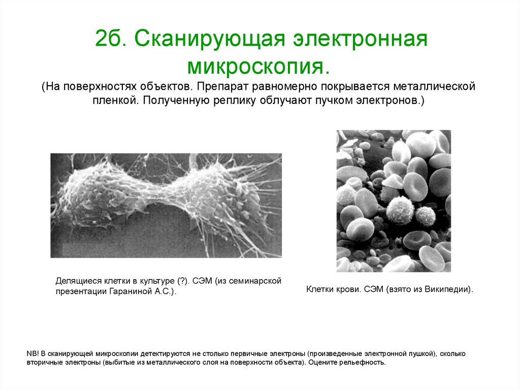 Методы сканирующей микроскопии. Сэм сканирующая электронная микроскопия. Метод сканирующей электронной микроскопии. Сканирующая электронная микроскопия принцип метода. Сканирующая электрохимическая микроскопия.