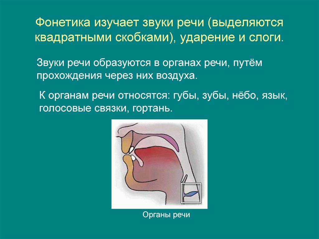 Звуки системы. Фонетика изучает звуки речи. Что изучает фонетика. Исследование органов речи. Как рождаются звуки речи.