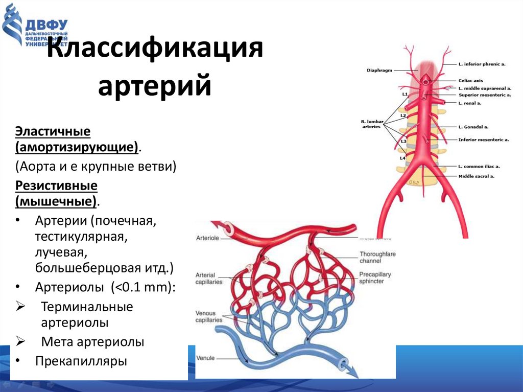 Классификация артерий