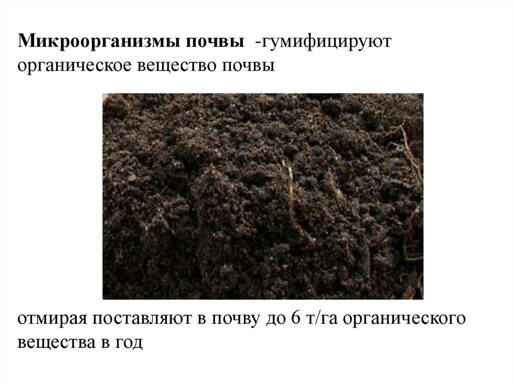 Плодородие зависит от содержания. Почва. Бактерии в почве. Оценка плодородия почв. Органическое вещество почвы.