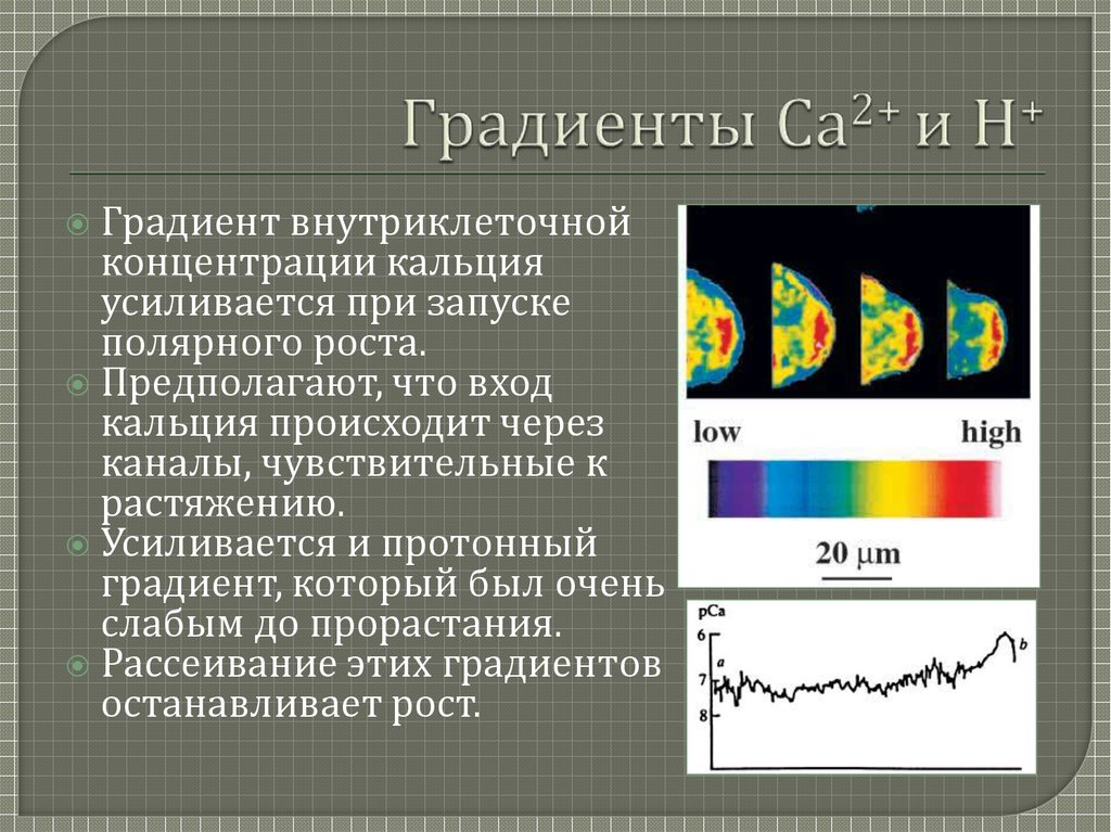 Протонный градиент. Градиент концентрации. Градиент это простыми словами. Протонный (концентрационный) градиент. Что такое градиент в биологии простыми словами.