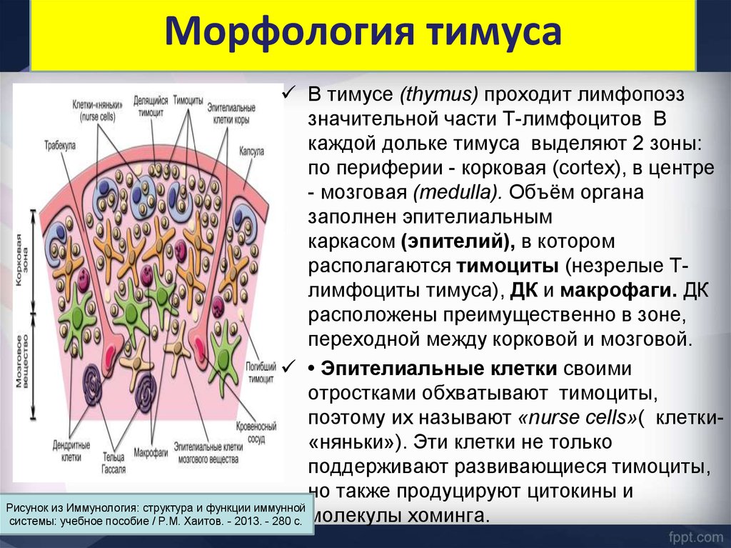 Состав т. Тимоциты в тимусе. Строение дольки тимуса иммунология. Клетки няньки тимуса. Клетки тимуса.