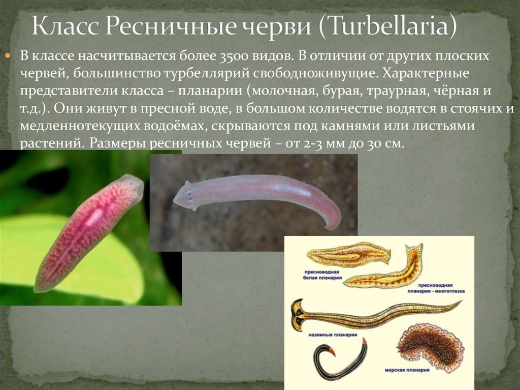 Сообщение о червях. Свободноживущие Ресничные черви. Тип плоские черви турбеллярии. Тип плоские черви класс Ресничные. Класс turbellana — турбеллярии.