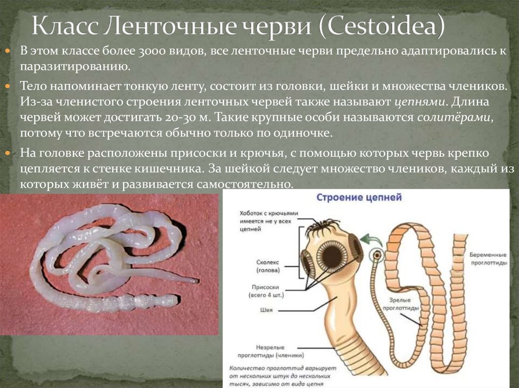 Ленточные черви презентация для медиков