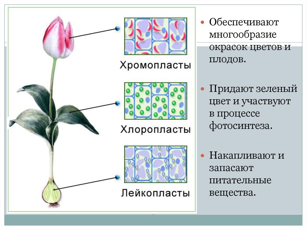 В клетках растений имеются хлоропласты. Пластиды лейкопласты строение. Пластиды хлоропласты хромопласты лейкопласты. Хлоропласты хромопласты лейкопласты. Хромопласты в растительных клетках.