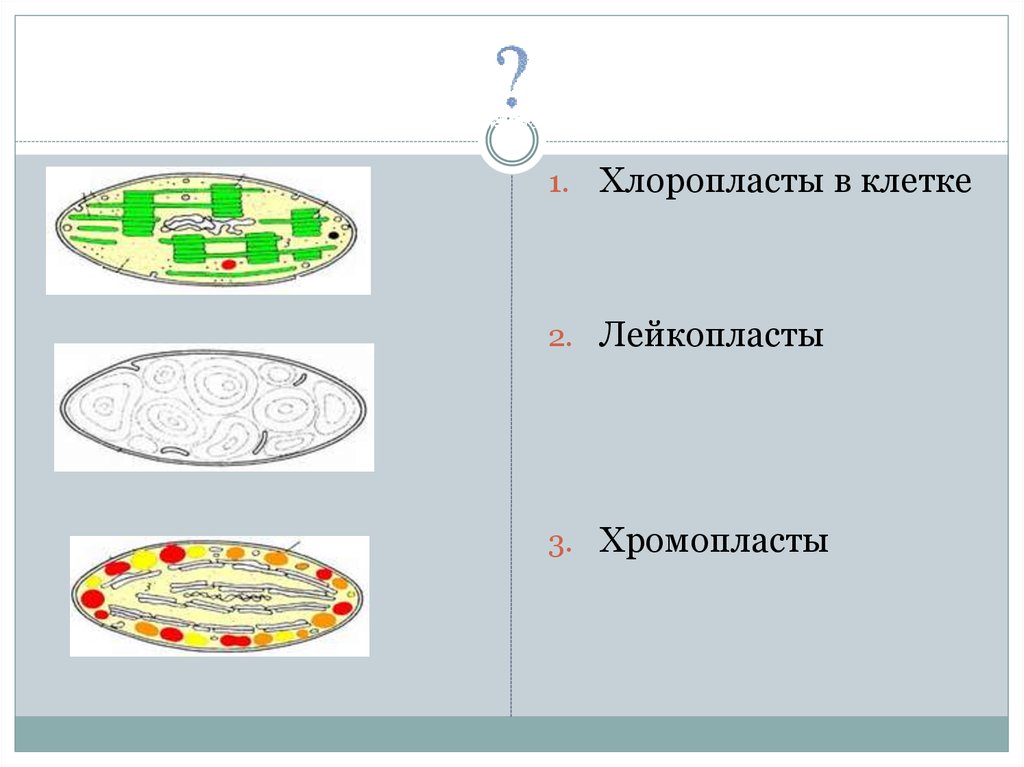 Хлоропласты хромопласты лейкопласты. Виды лейкопластов. Хромопласт расположение в клетке. Лейкопласты в животной клетке.