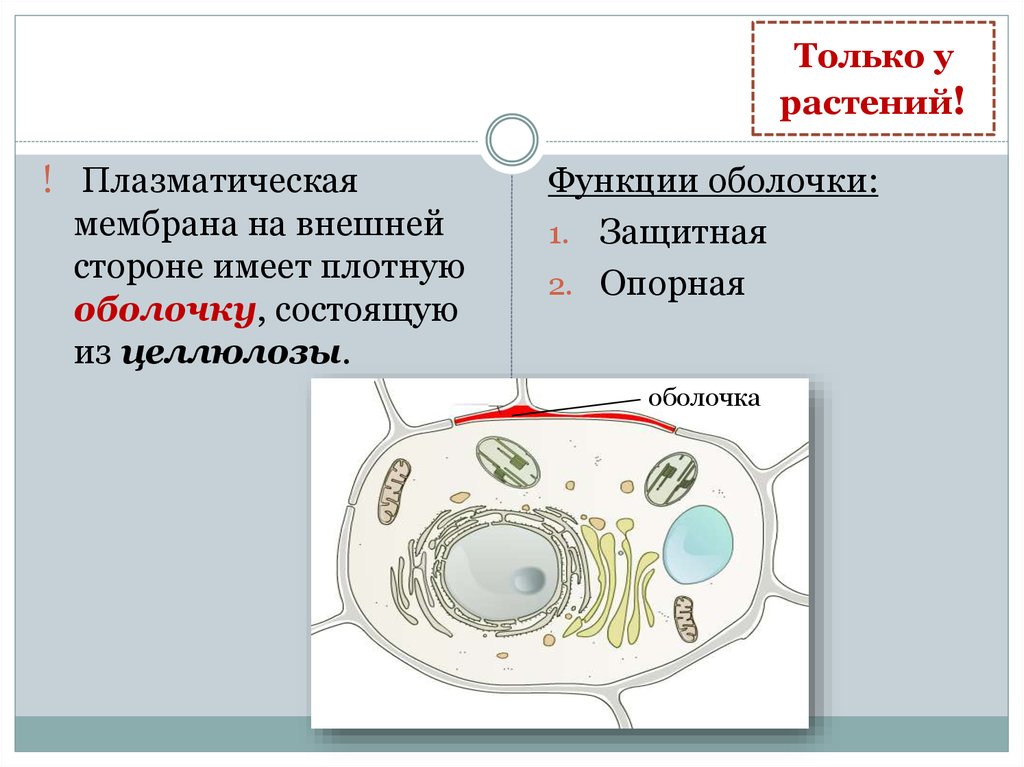 Клеточная оболочка целлюлоза. Плазматическая мембрана животной клетки и растительной клетки. Плазматическая мембрана растительной клетки. Строение плазматической мембраны клетки растений.