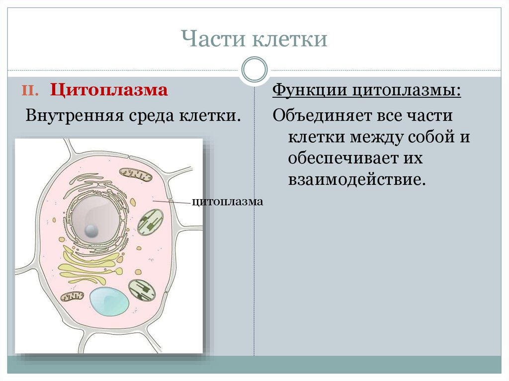 Какая основная часть клетки. Часть клетки цитоплазма функции. Части клетки в цитоплазме. Цитоплазма клетки ыкнуция.